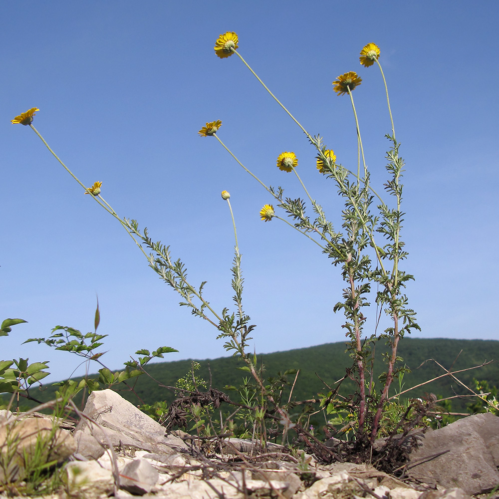 Изображение особи Anthemis tinctoria.