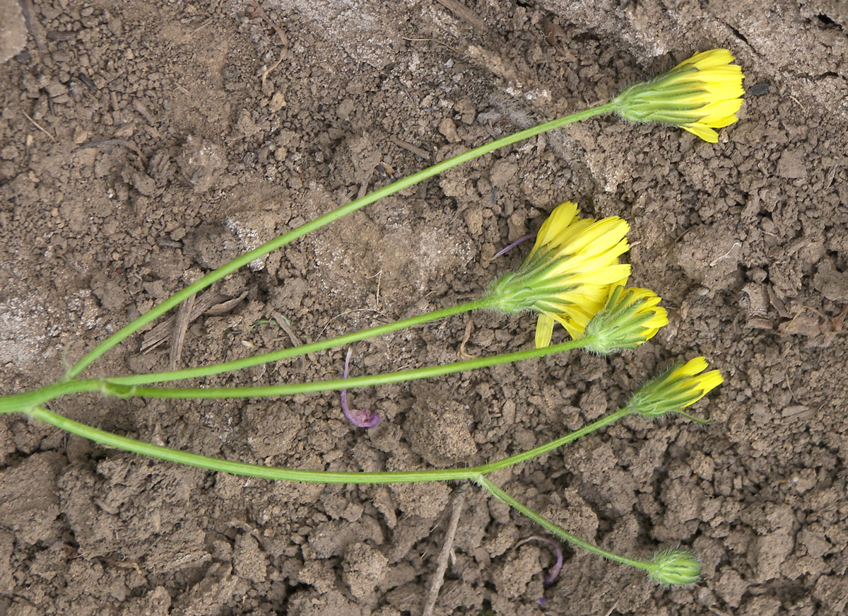 Image of Crepis astrachanica specimen.