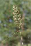 Calamagrostis epigeios