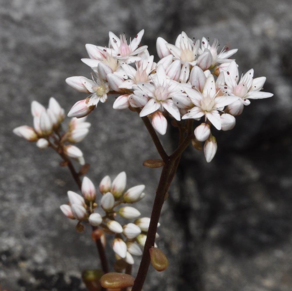 Image of Sedum album specimen.