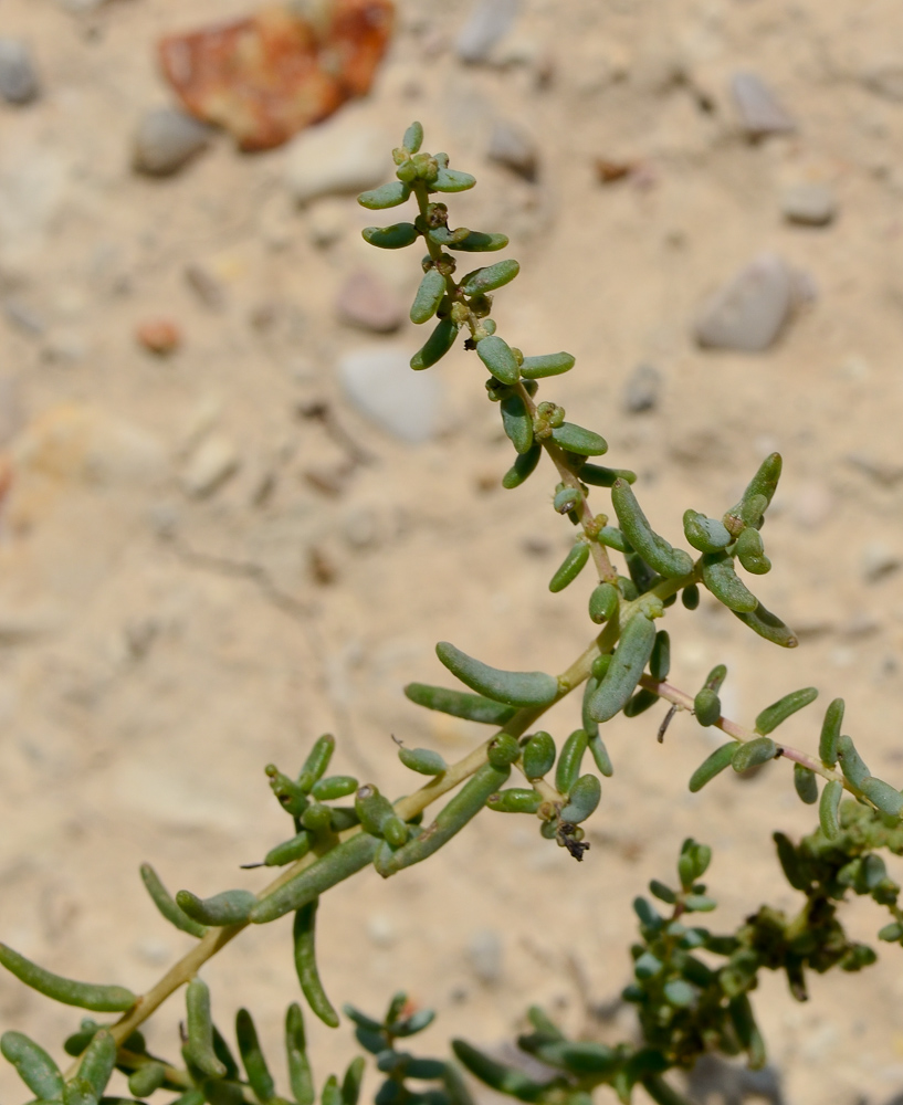 Image of Suaeda aegyptiaca specimen.