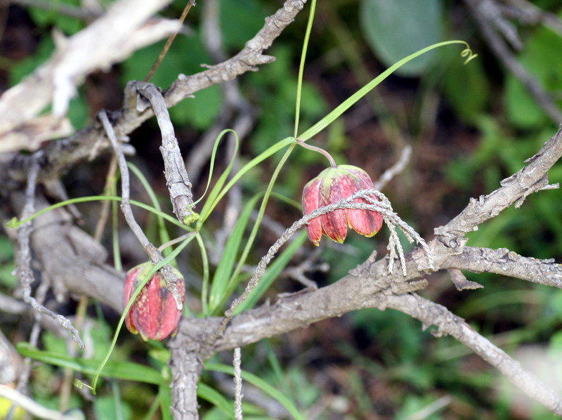 Изображение особи Fritillaria ferganensis.