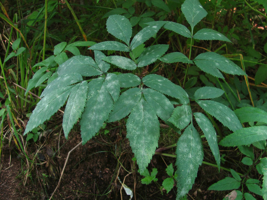 Изображение особи Angelica sylvestris.