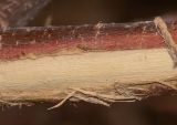 Tamarix nilotica. Часть ветви с повреждённой корой. Израиль, Иудейская пустыня, окр. пос. Эйн Бокек, вади нахаль Бокек в среднем течении. 12.05.2014.