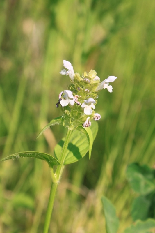 Image of Prunella vulgaris specimen.