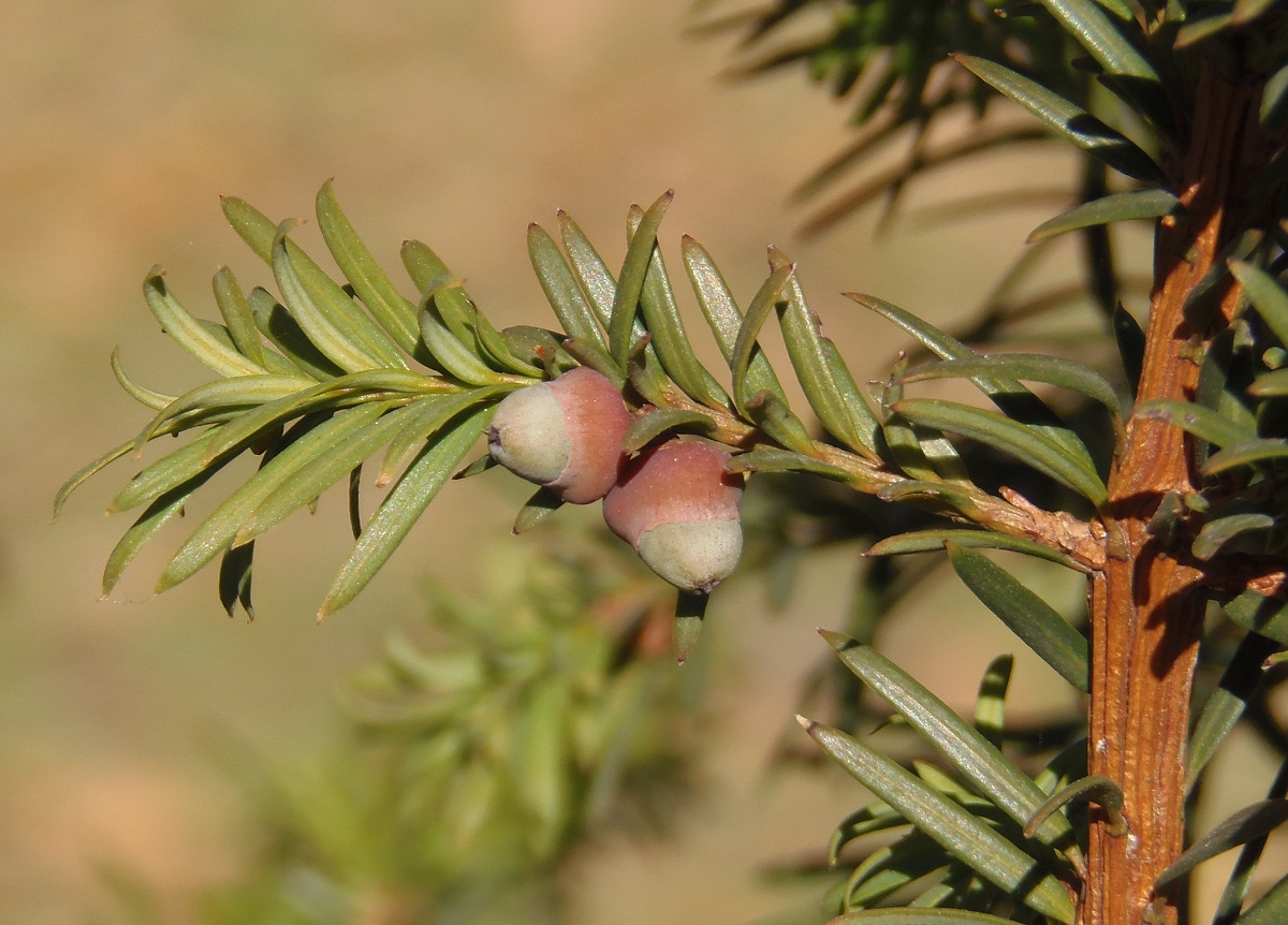 Image of Taxus baccata specimen.