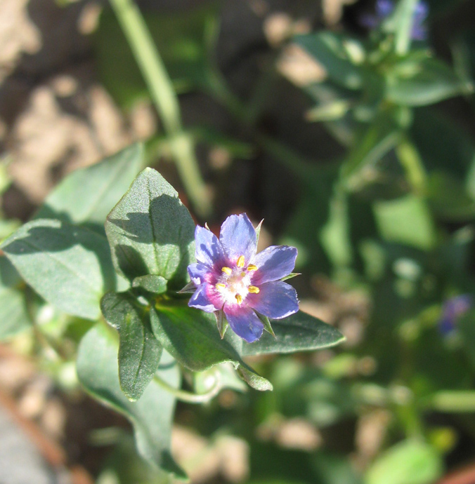 Изображение особи Anagallis arvensis.