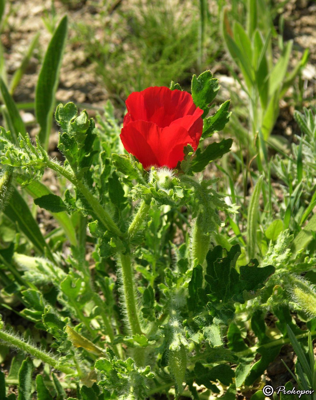 Изображение особи Glaucium corniculatum.