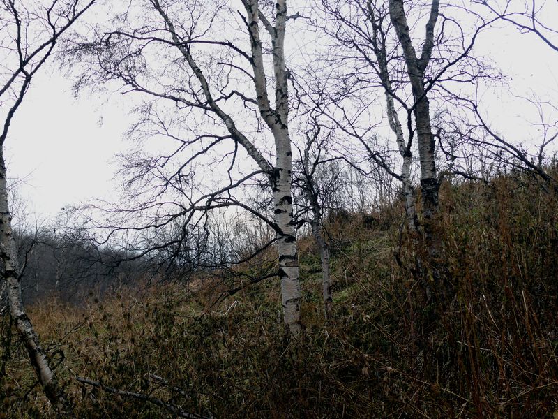 Image of Betula callosa specimen.