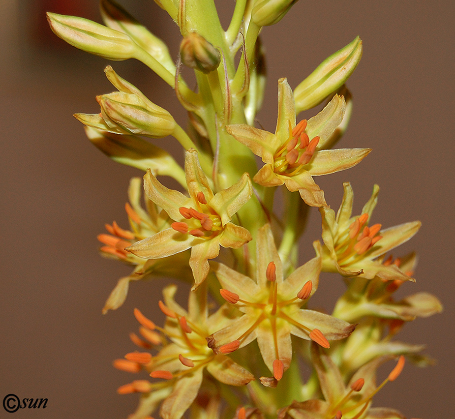 Image of Eremurus spectabilis specimen.