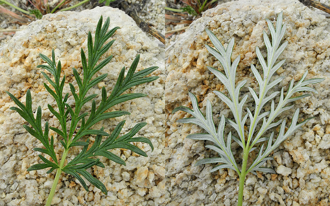 Image of Potentilla ozjorensis specimen.