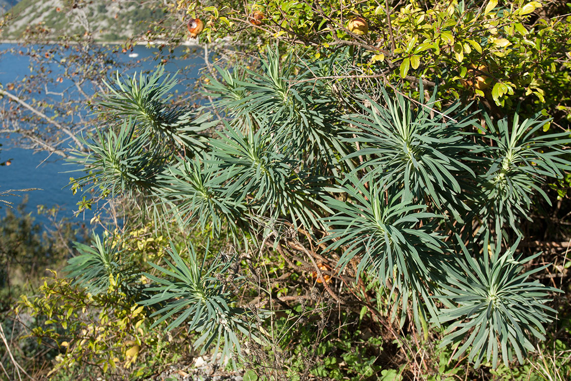 Изображение особи Euphorbia characias.