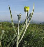 Ranunculus illyricus