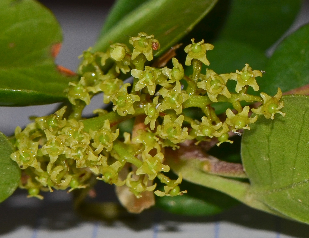 Image of Rhus laevigata specimen.