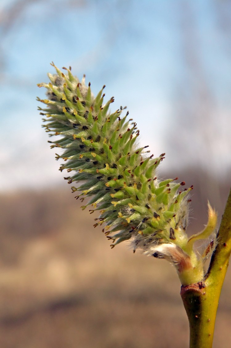 Image of Salix caprea specimen.