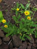 Calendula bicolor. Цветущее растение. Испания, Канарские острова, Тенерифе, горный массив Тено, прибрежные утёсы, у обочины автомобильной дороги. 5 марта 2008 г.