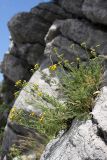 Tanacetopsis karataviensis. Цветущее растение на скале. Южный Казахстан, горы Алатау (Даубаба), левый гребень ущелья Улькен-Сарымсаксай, ~1650 м н.у.м. 04.07.2014.