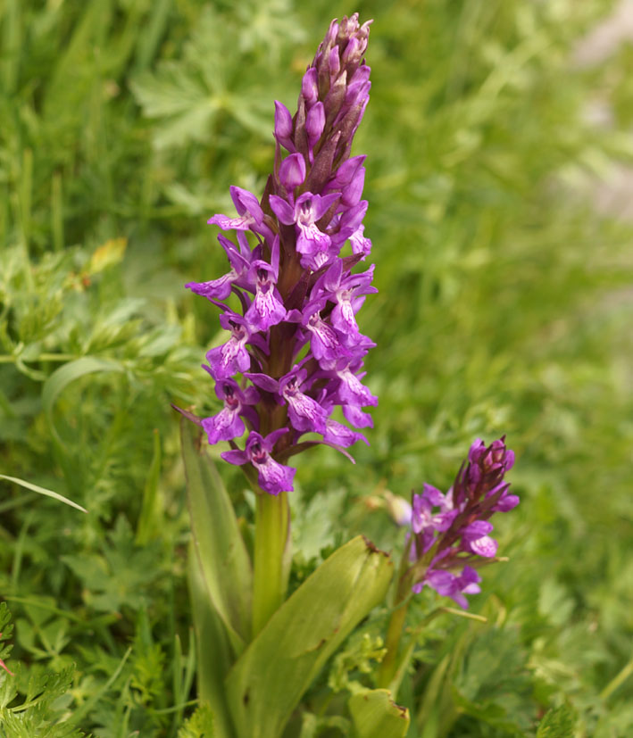 Изображение особи Dactylorhiza umbrosa.