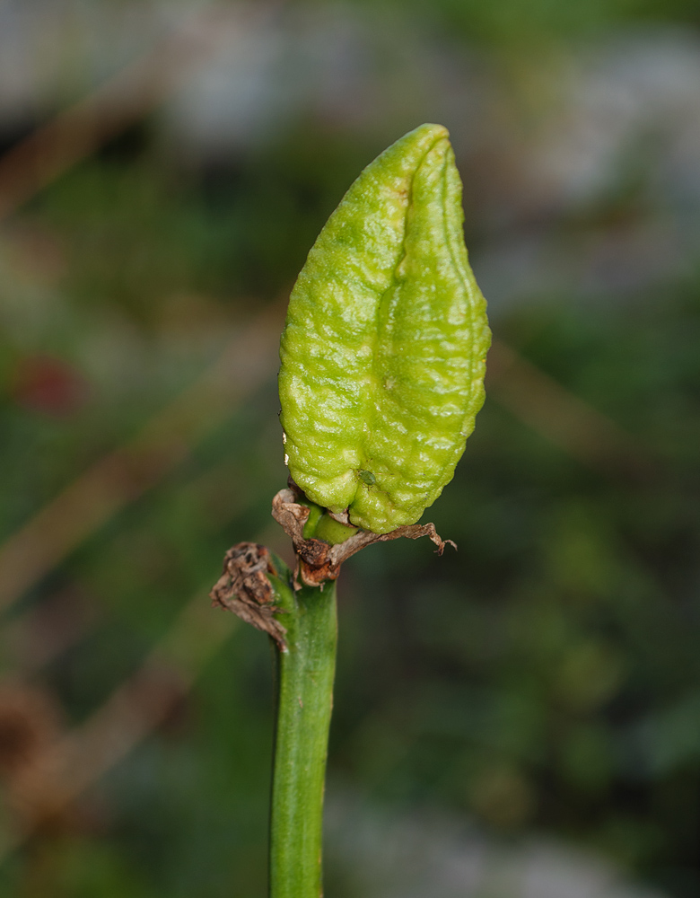 Image of Hemerocallis middendorffii specimen.