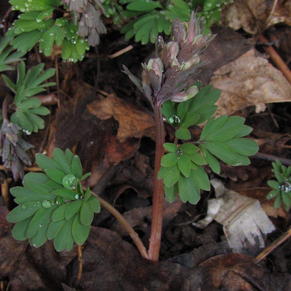 Image of Corydalis solida specimen.