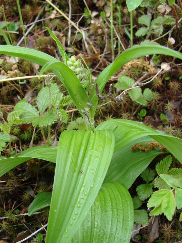 Image of Veratrum lobelianum specimen.