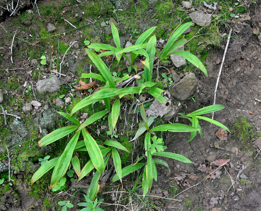 Изображение особи Carex siderosticta.