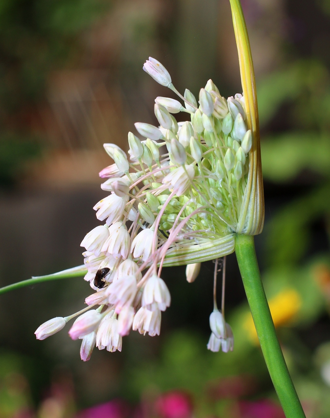 Изображение особи Allium paniculatum.