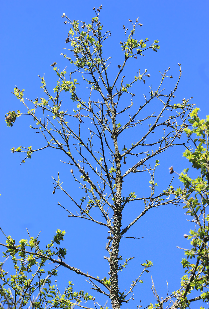 Image of Buxus colchica specimen.