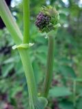 Thalictrum aquilegiifolium. Часть побега с развивающимся соцветием. Украина, Киевская обл., Киево-Святошинский р-н, лесной заказник \"Жуков хутор\". 19.05.2015.