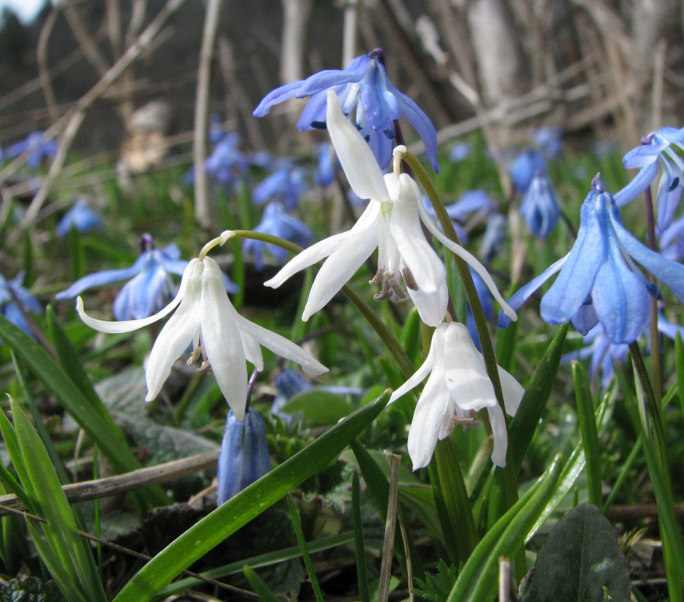 Изображение особи Scilla siberica.