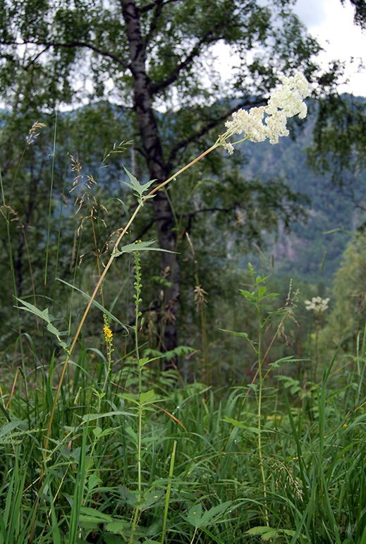 Изображение особи Filipendula ulmaria.