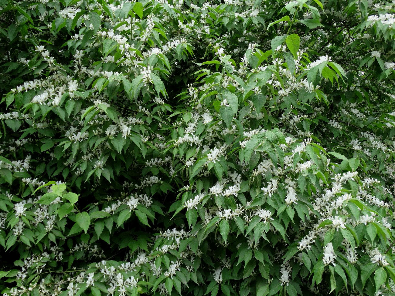 Image of Lonicera maackii specimen.