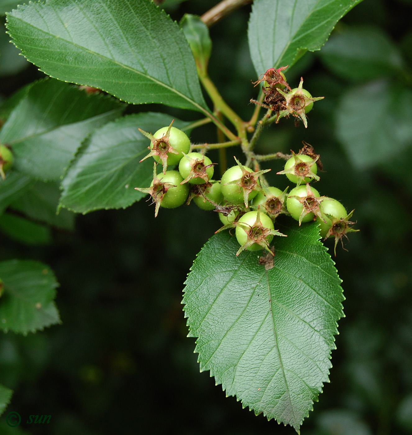 Image of genus Crataegus specimen.