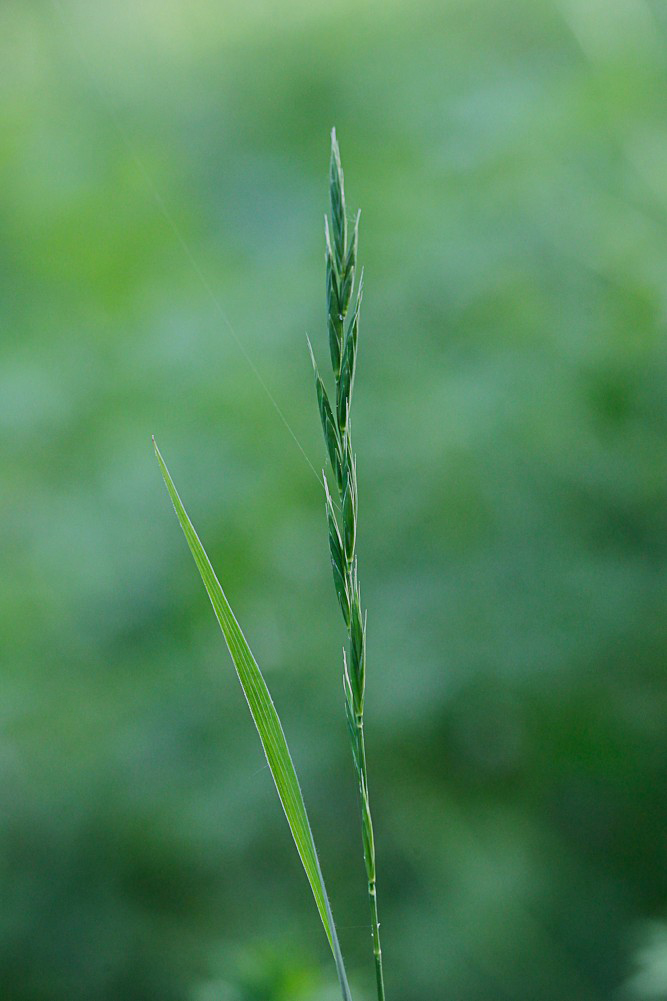 Image of Brachypodium pinnatum specimen.