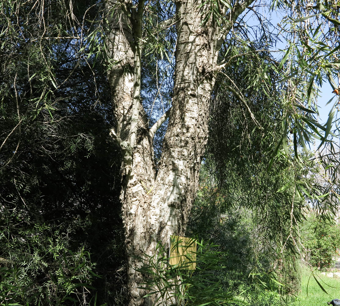 Image of Pittosporum phillyraeoides specimen.