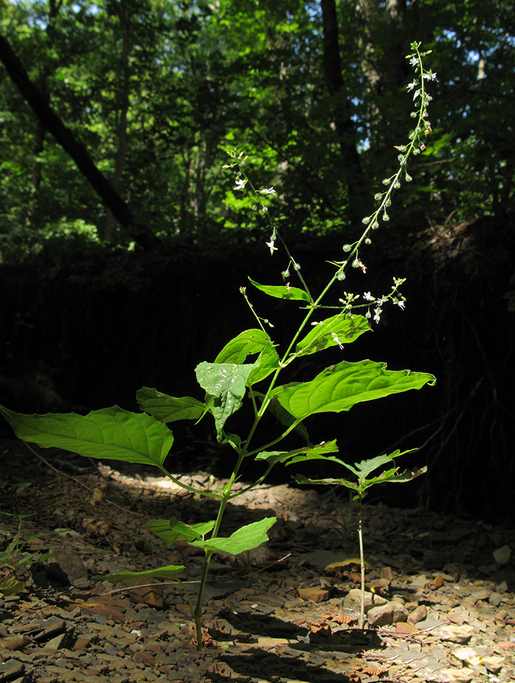 Image of Circaea lutetiana specimen.