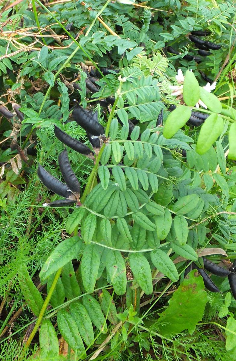 Image of Vicia sepium specimen.