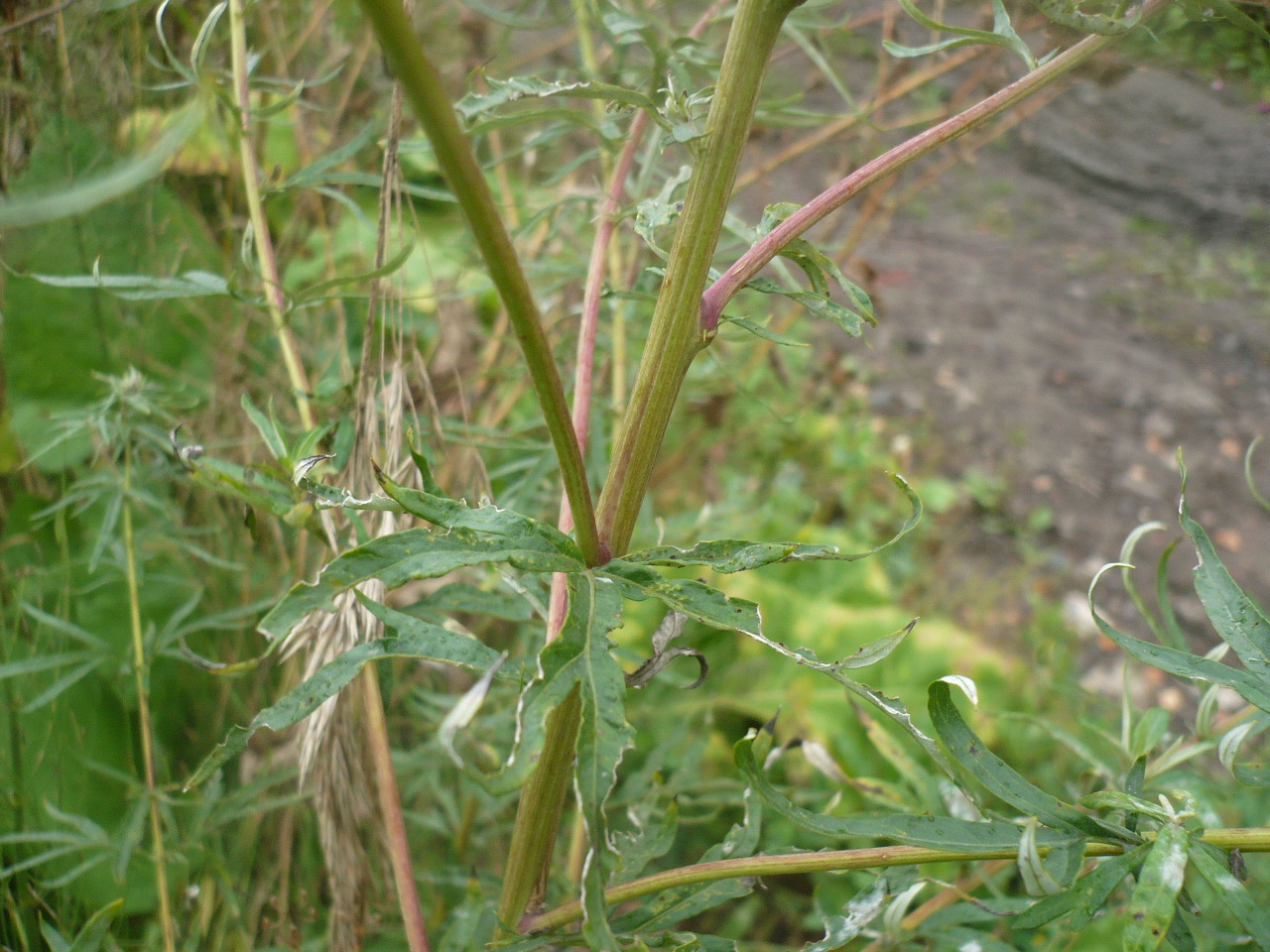 Image of Artemisia vulgaris specimen.