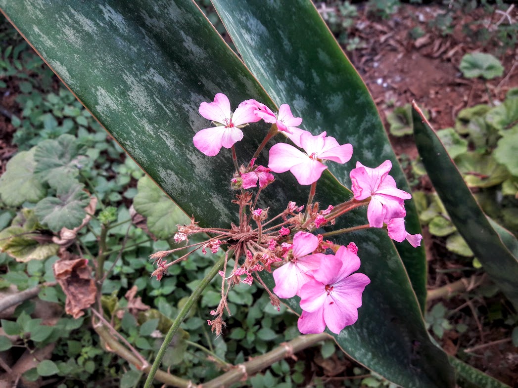 Изображение особи Pelargonium hortorum.