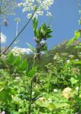 Vicia sepium. Верхушка цветущего растения. Краснодарский край, хр. Ачишхо, ур. Круглая Поляна, ок. 1450 м н.у.м., высокотравье. 01.08.2016.