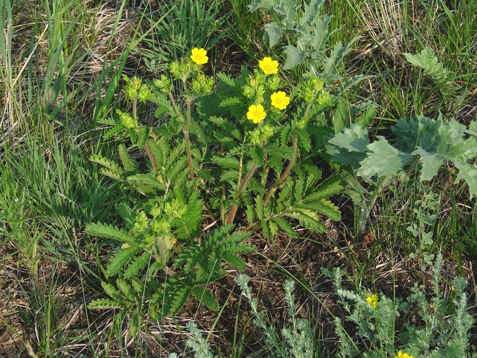 Image of Potentilla tanacetifolia specimen.