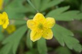 Anemone ranunculoides