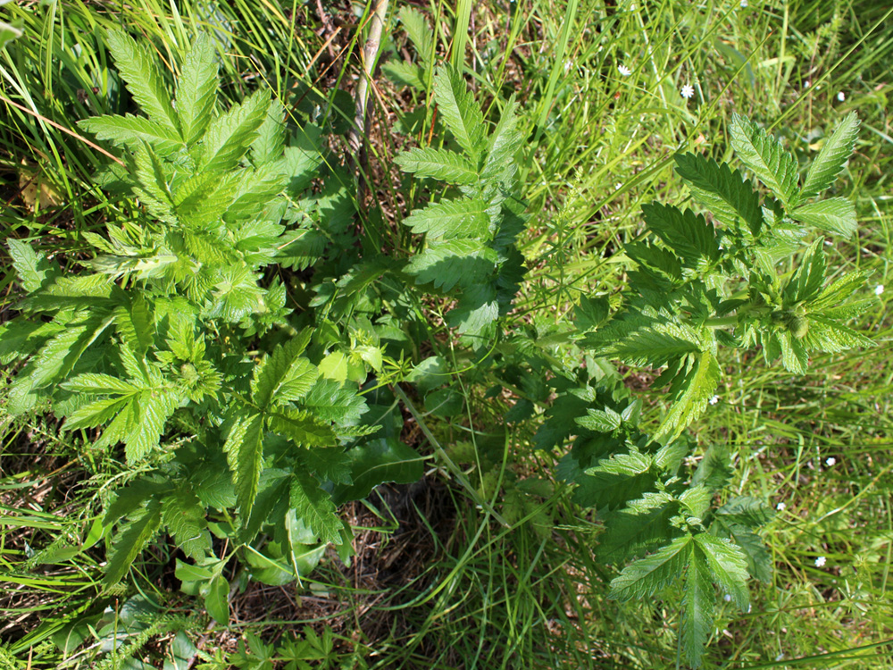 Image of Agrimonia eupatoria specimen.