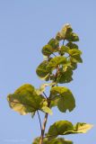 Acer platanoides. Верхушка дерева с деформированными листьями. Саратов, Лысая гора. 13.09.2014.