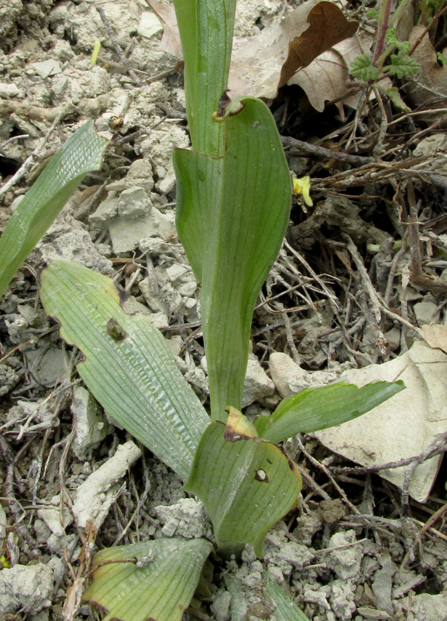 Image of Ophrys mammosa ssp. caucasica specimen.