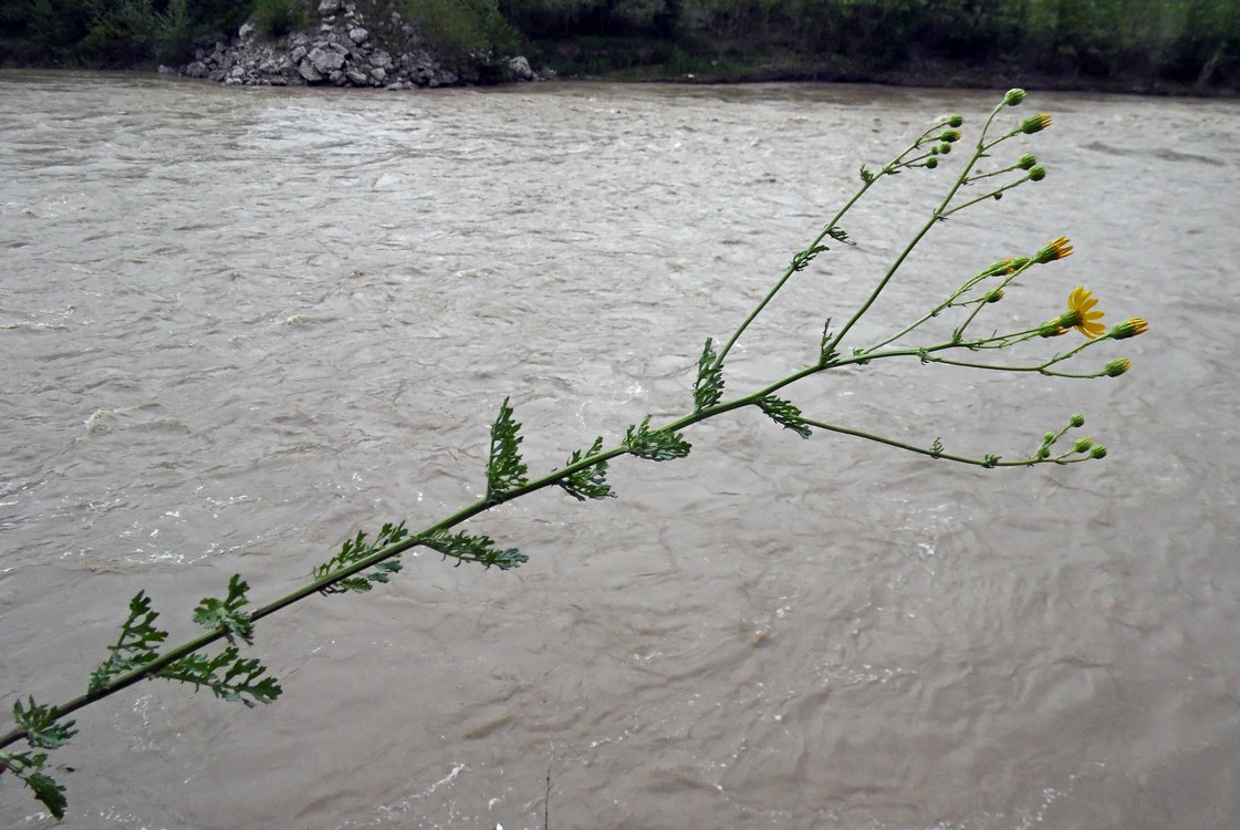 Изображение особи Senecio jacobaea.