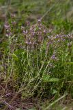 Thymus marschallianus. Цветущие растения. Башкортастан, окр. г. Стерлитамак, овраг вдоль ручья. 27.06.2017.