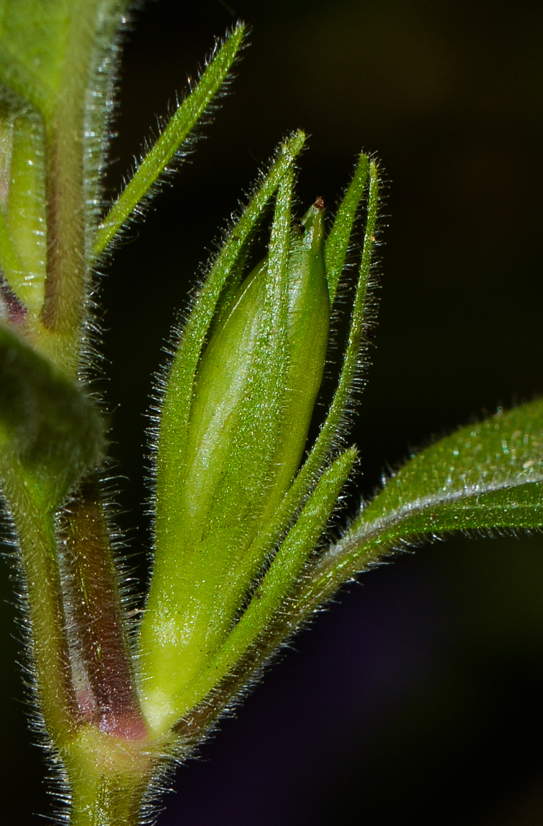 Изображение особи Ruellia prostrata.