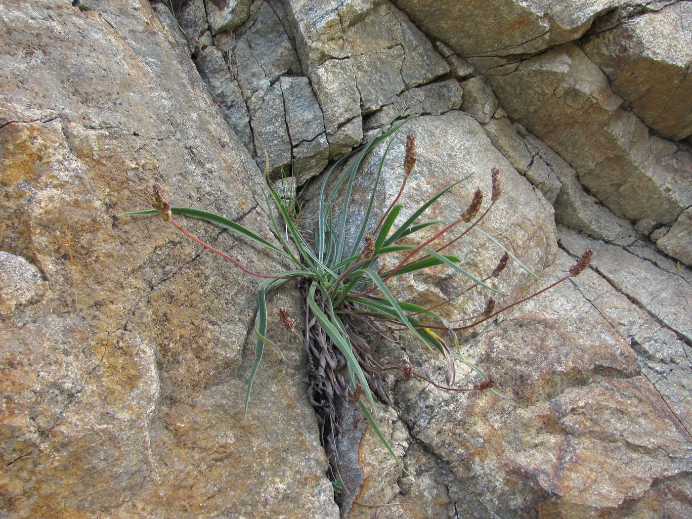 Изображение особи Plantago atrata.