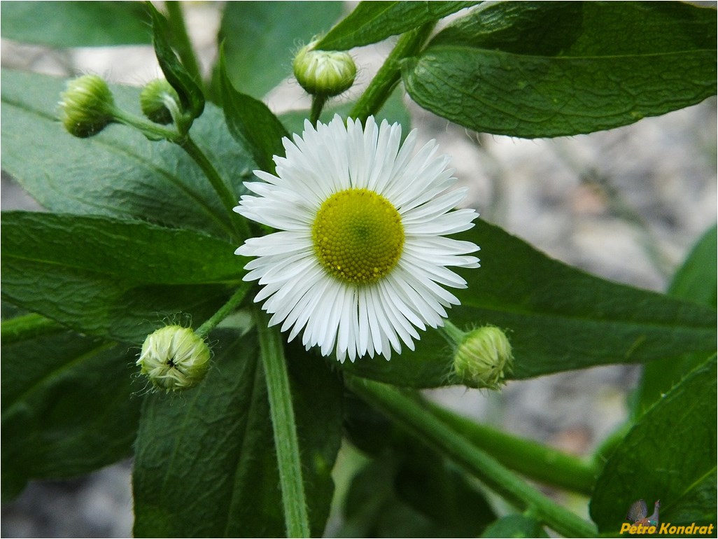 Image of Erigeron annuus specimen.